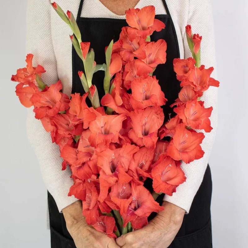 Gladiolus - Red (10 Stems) - Laflora.ae