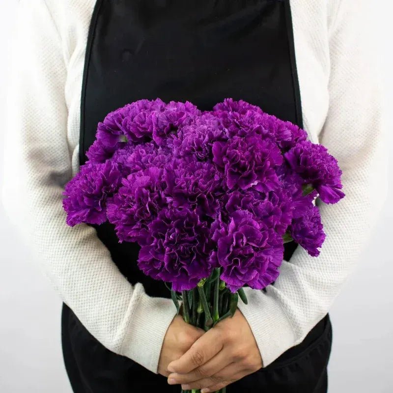 Carnation - Deep Purple (20 Stems) - Laflora.ae