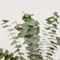 Eucalyptus - Baby (10 Stems) - Laflora.ae