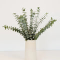 Eucalyptus - Baby (10 Stems) - Laflora.ae