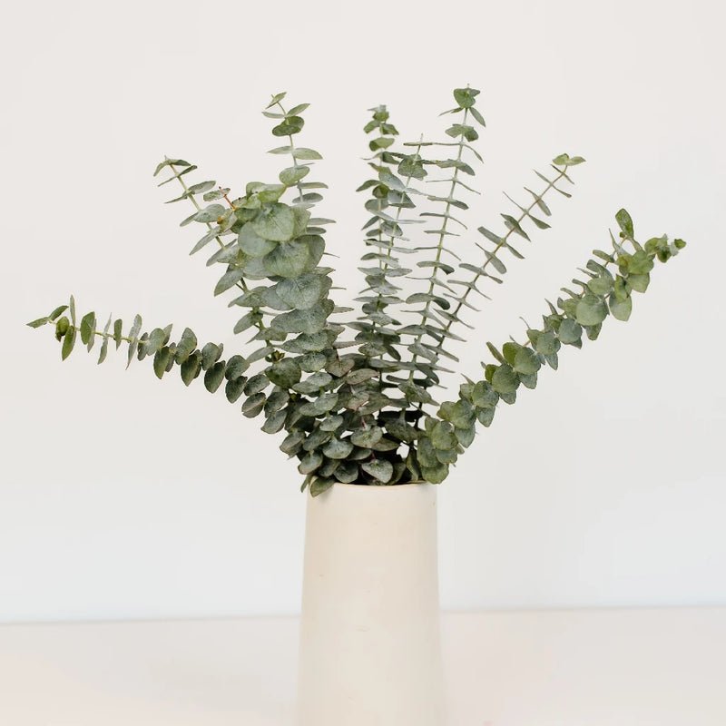 Eucalyptus - Baby (10 Stems) - Laflora.ae