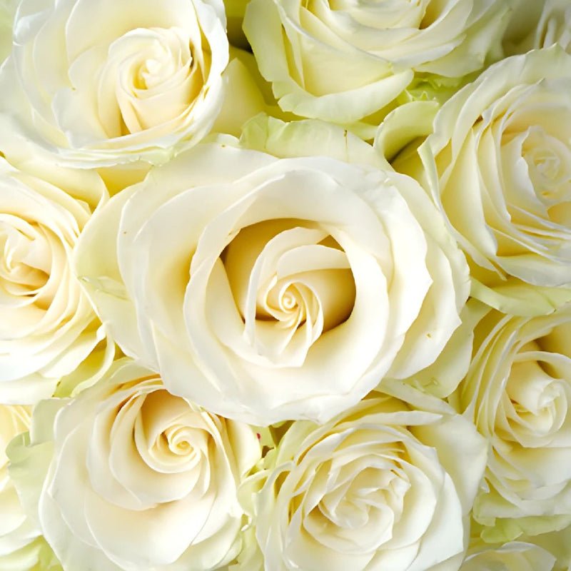 Rose - Mondial White (20 Stems) - Laflora.ae