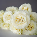 Rose - Mondial White (20 Stems) - Laflora.ae