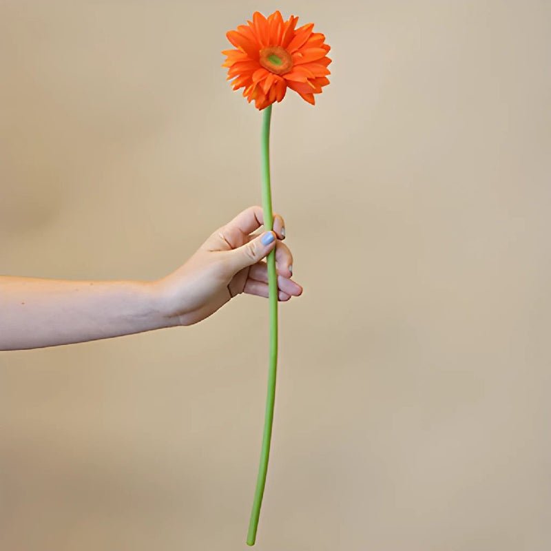Gerbera - Pumpkin Orange (5 Stems) - Laflora.ae