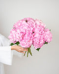 Hydrangea Light Pink Premium - 5 Stems - Laflora.ae