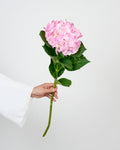 Hydrangea Light Pink Premium - 5 Stems - Laflora.ae