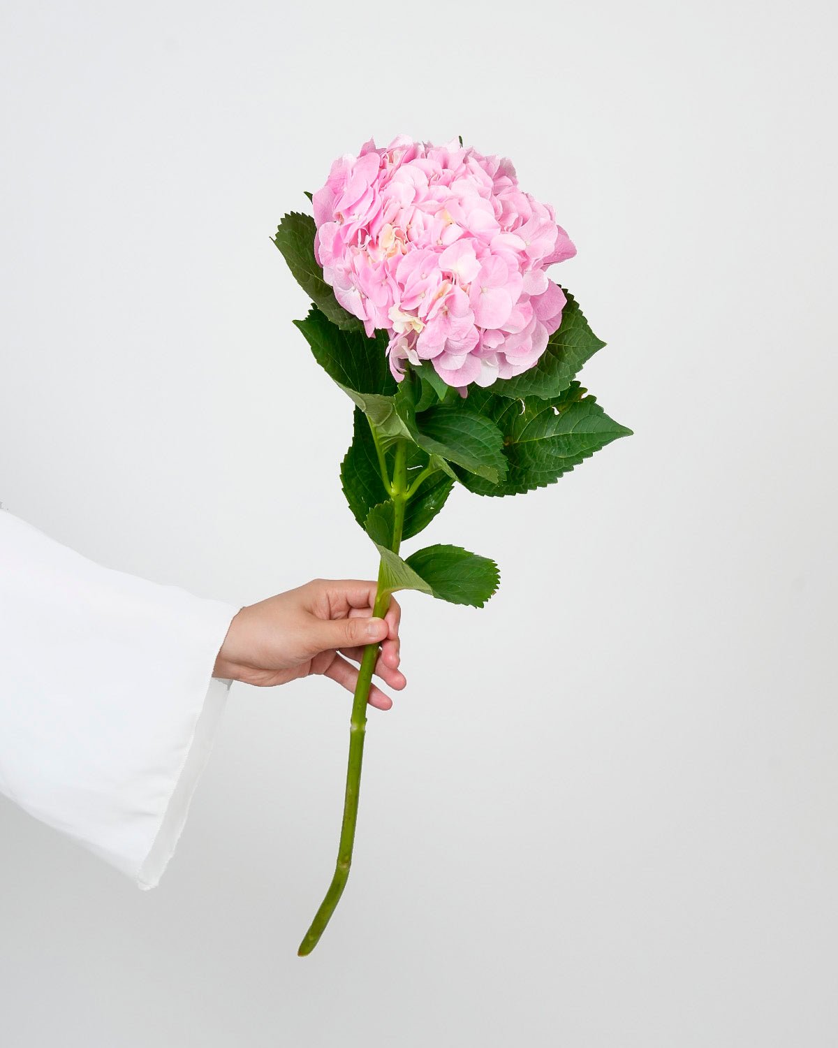 Hydrangea Light Pink Premium - 5 Stems - Laflora.ae