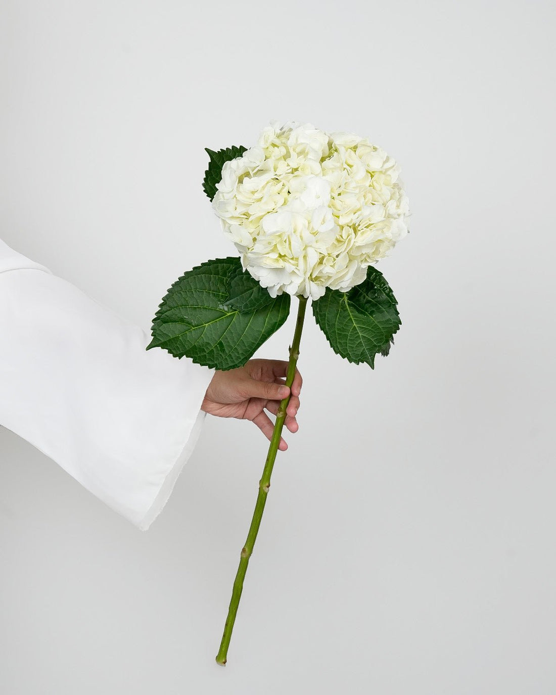 Hydrangea - Premium White ( 5 Stems ) - Laflora.ae
