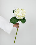 Hydrangea - Premium White ( 5 Stems ) - Laflora.ae