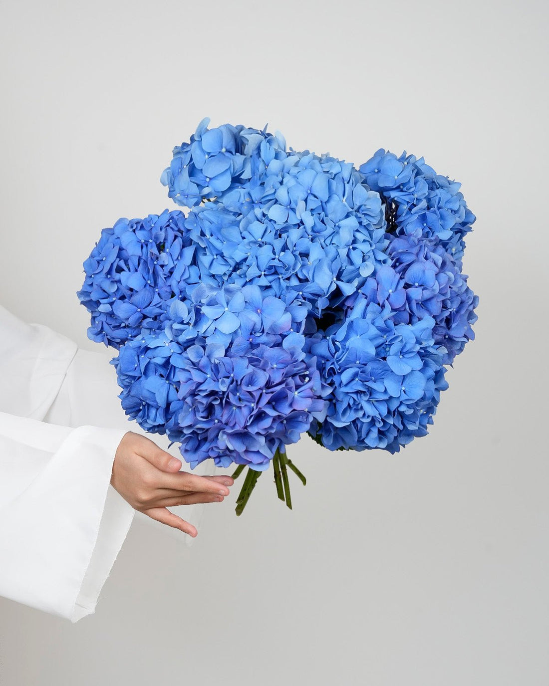 Blue Hydrangea - Premium - Laflora.ae