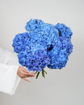 Blue Hydrangea - Premium - Laflora.ae