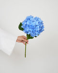 Blue Hydrangea - Premium - Laflora.ae