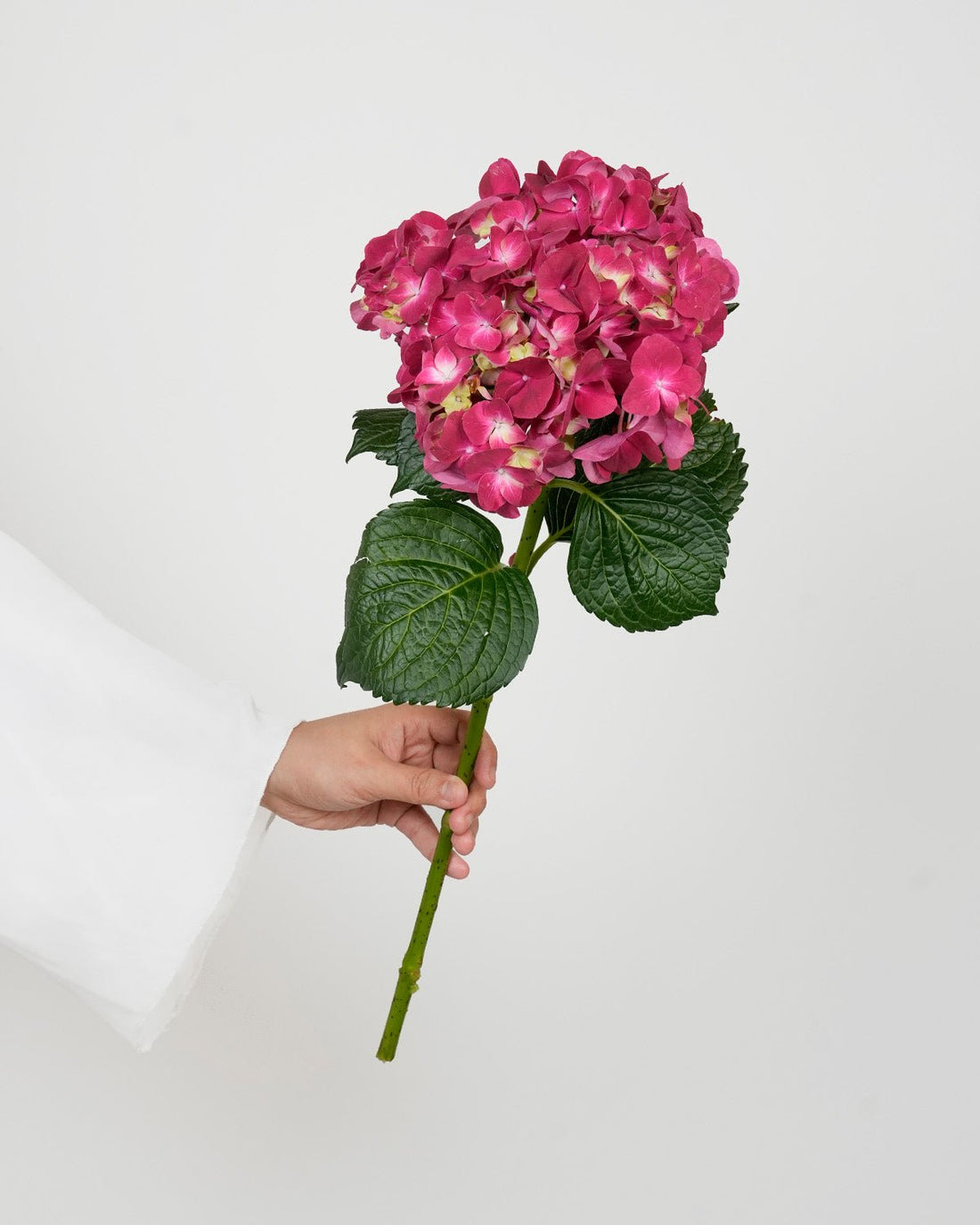 Pink Hydrangea - Premium - Laflora.ae