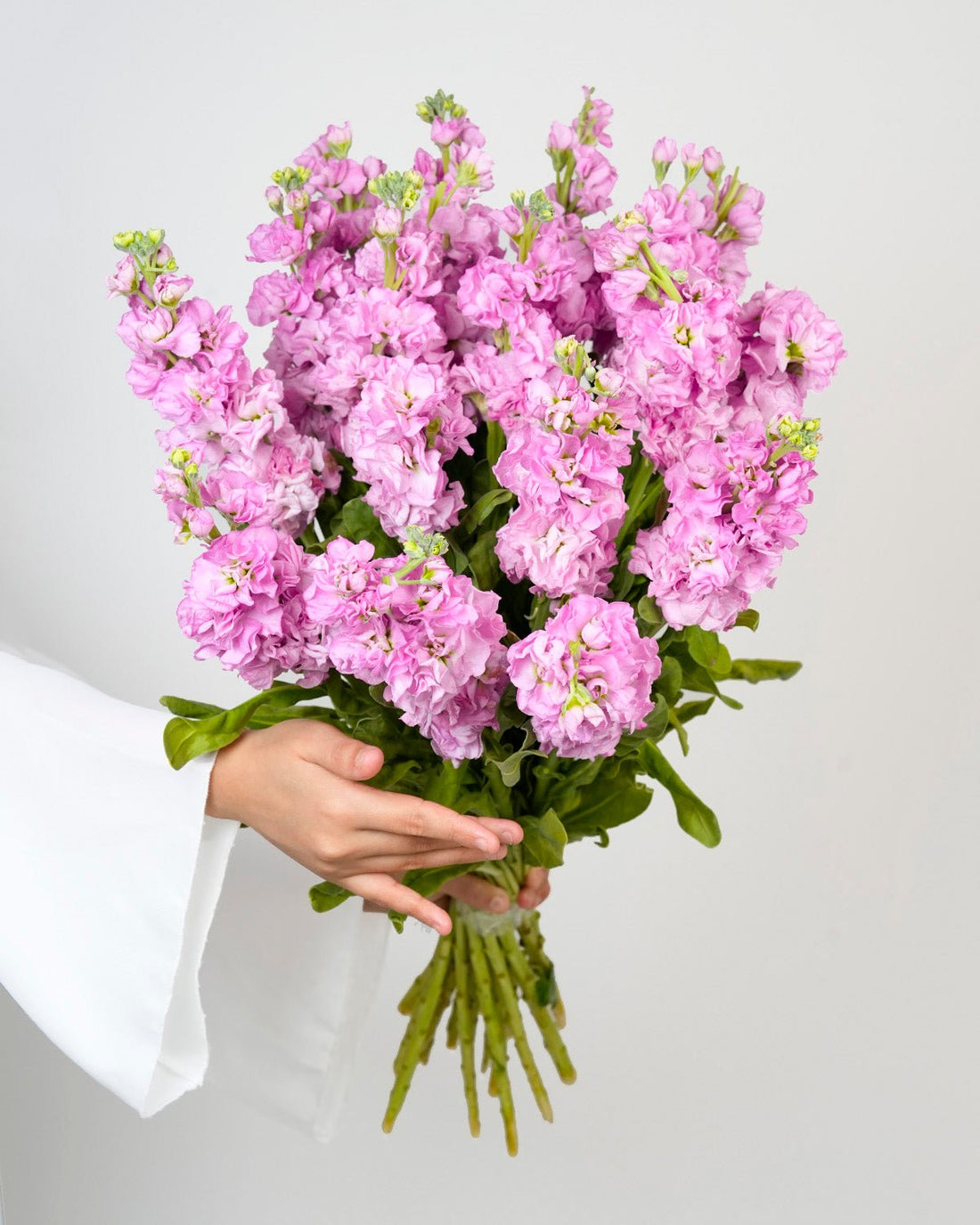 Matthiola Pink - 10 Stems - Laflora.ae