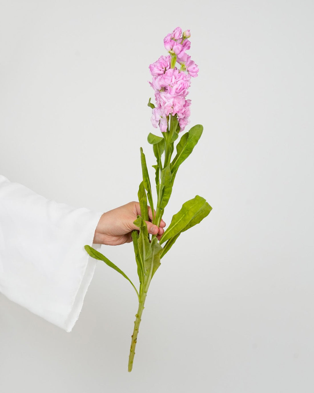 Matthiola Pink - 10 Stems - Laflora.ae