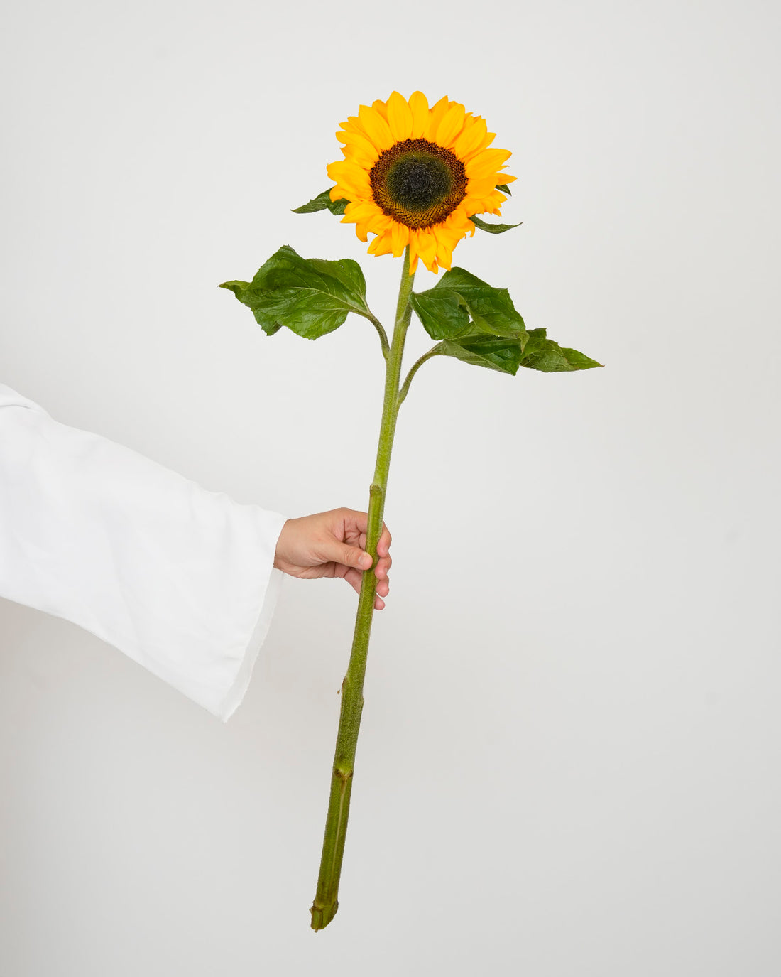 عباد الشمس - غني بالشمس ( 5 سيقان )