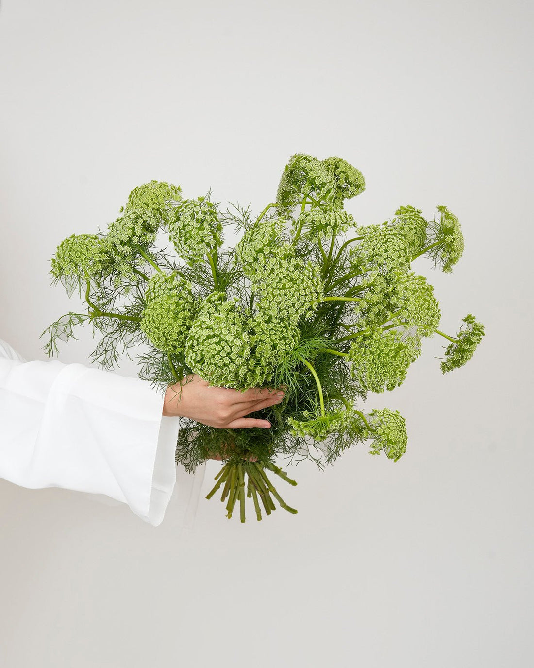Ammi Majus (10 Stems) - Laflora.ae