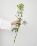 Ammi Majus (10 Stems) - Laflora.ae