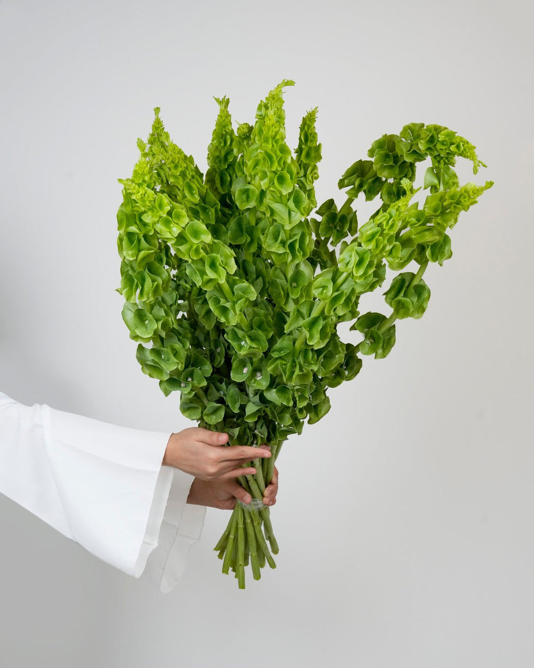 Moluccella (Bells Of Ireland) - 10 Stems - Laflora.ae