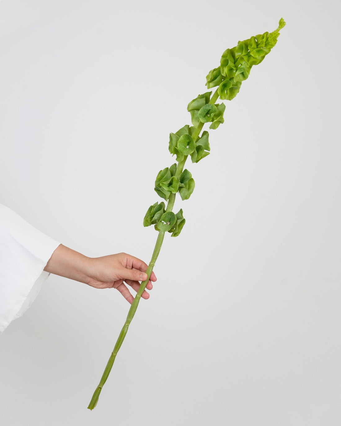 Moluccella (Bells Of Ireland) - 10 Stems - Laflora.ae