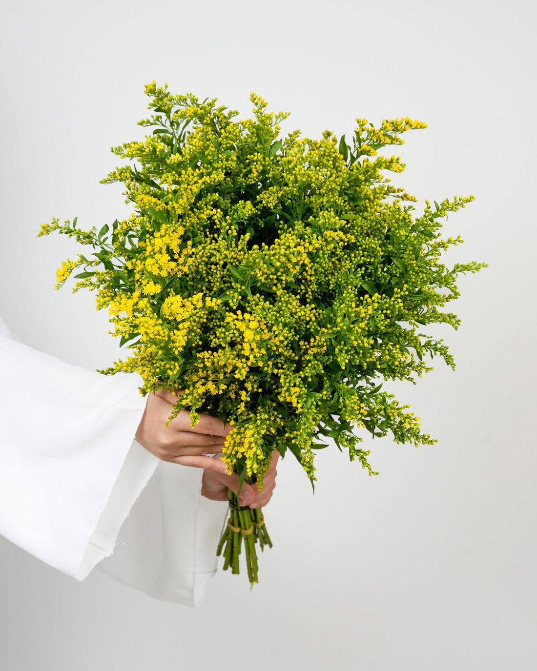 Solidago Golden Glory - 10 Stems - Laflora.ae