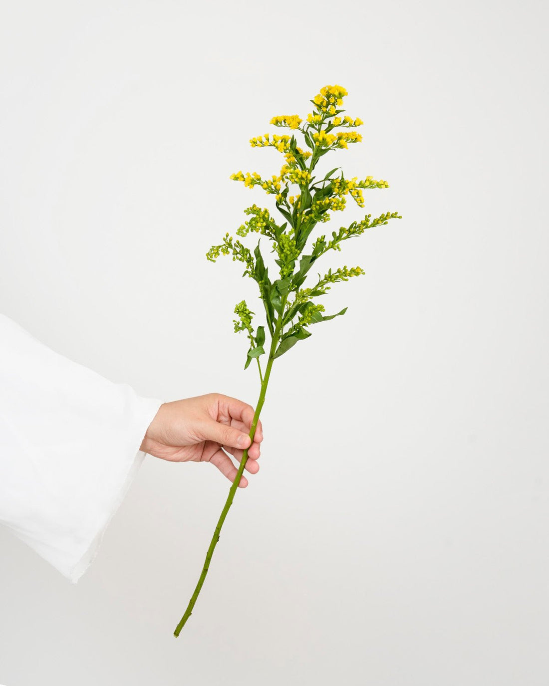 Solidago Golden Glory - 10 Stems - Laflora.ae