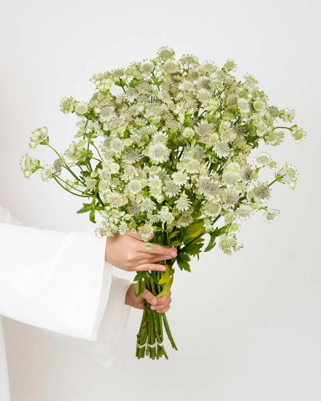 Astrantia Billion Stars White - 25 Stems - Laflora.ae