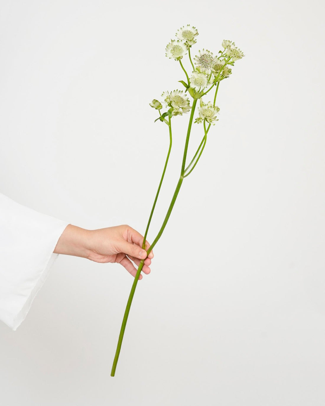 Astrantia Billion Stars White - 25 Stems - Laflora.ae