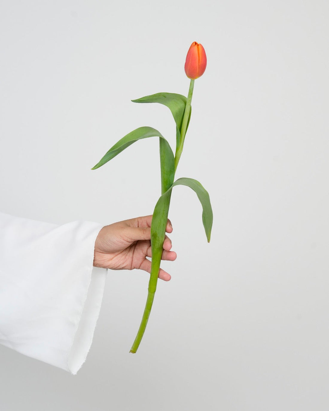 Tulip Orange - Laflora.ae