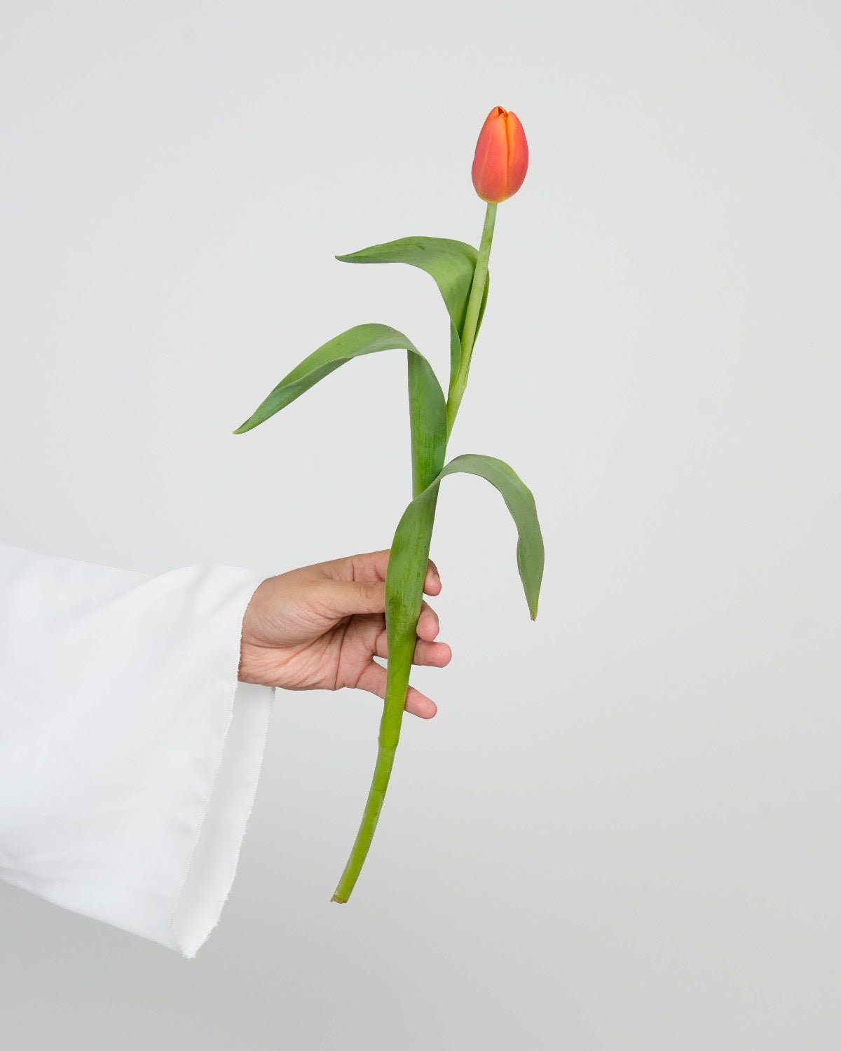 Tulip Orange - Laflora.ae