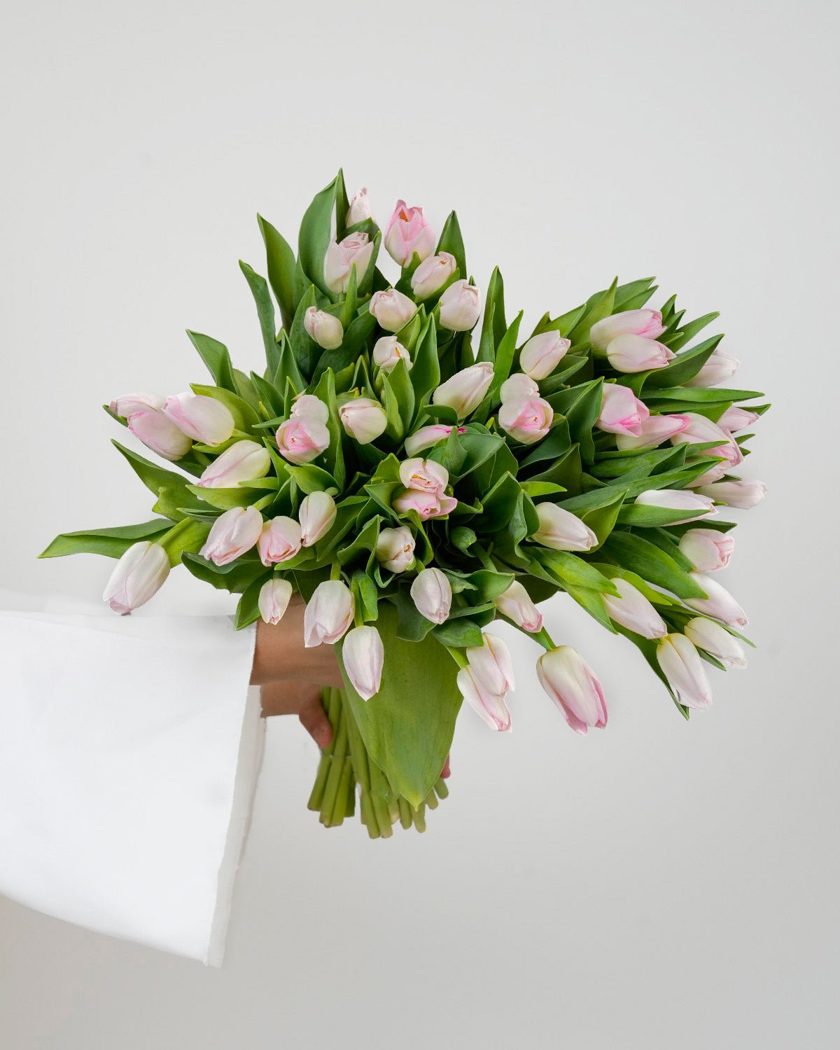 Tulip Light Pink - Laflora.ae