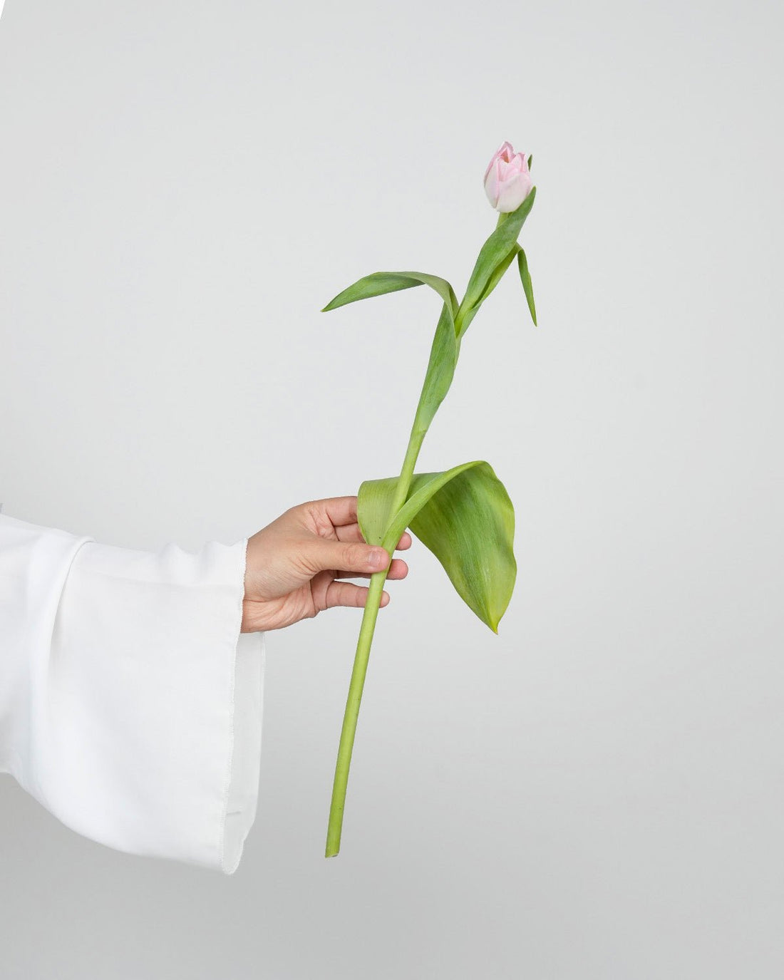 Tulip Light Pink - Laflora.ae