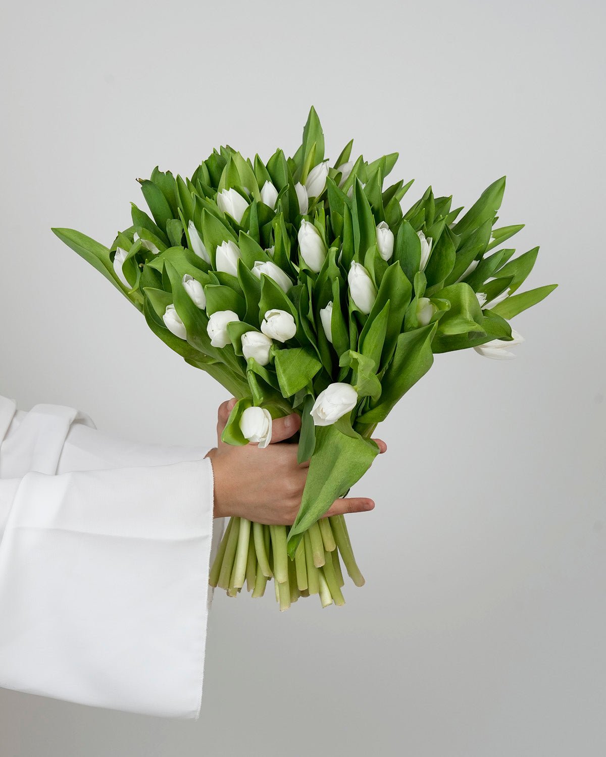 Tulips - Royal White - Laflora.ae