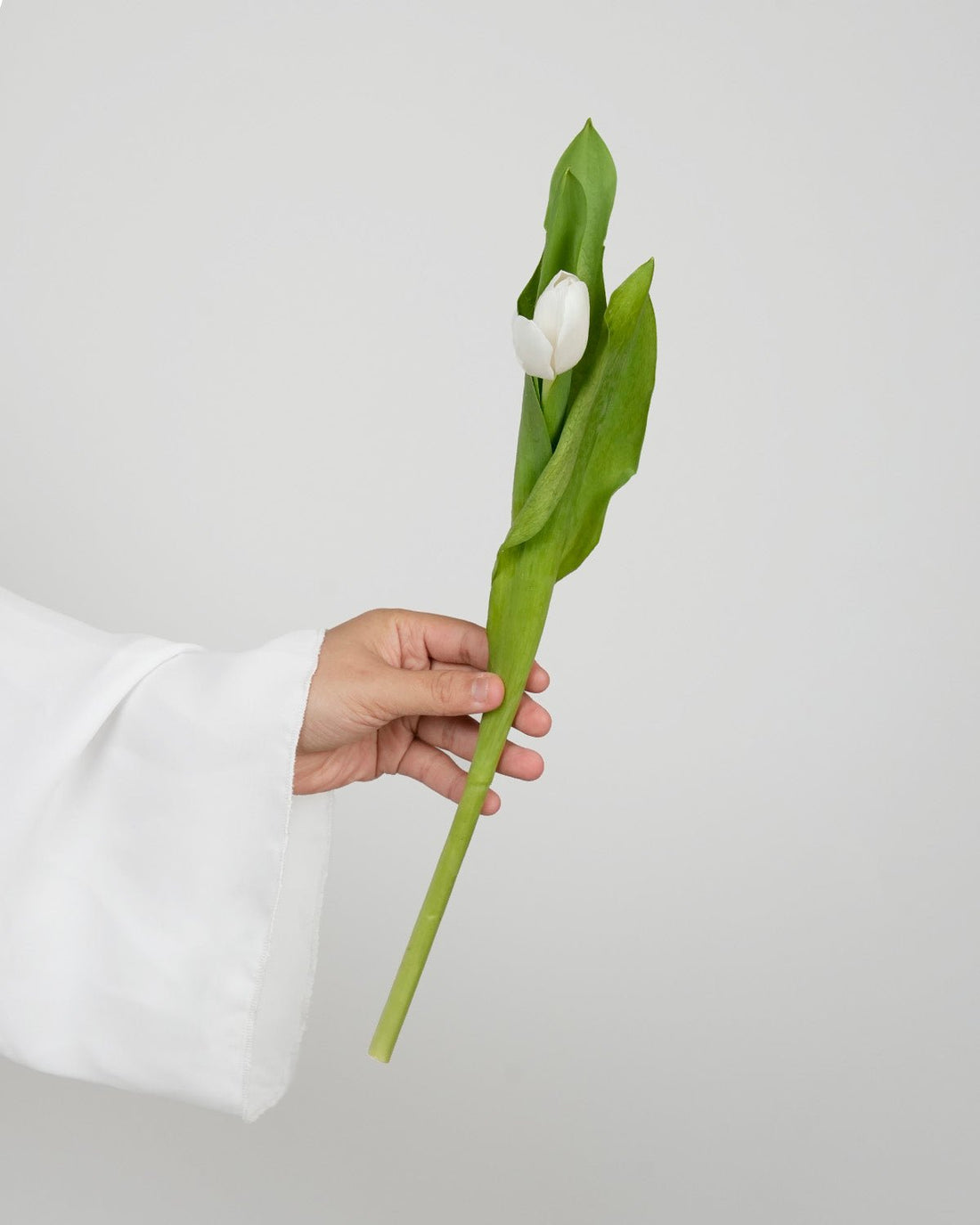 Tulips - Royal White - Laflora.ae