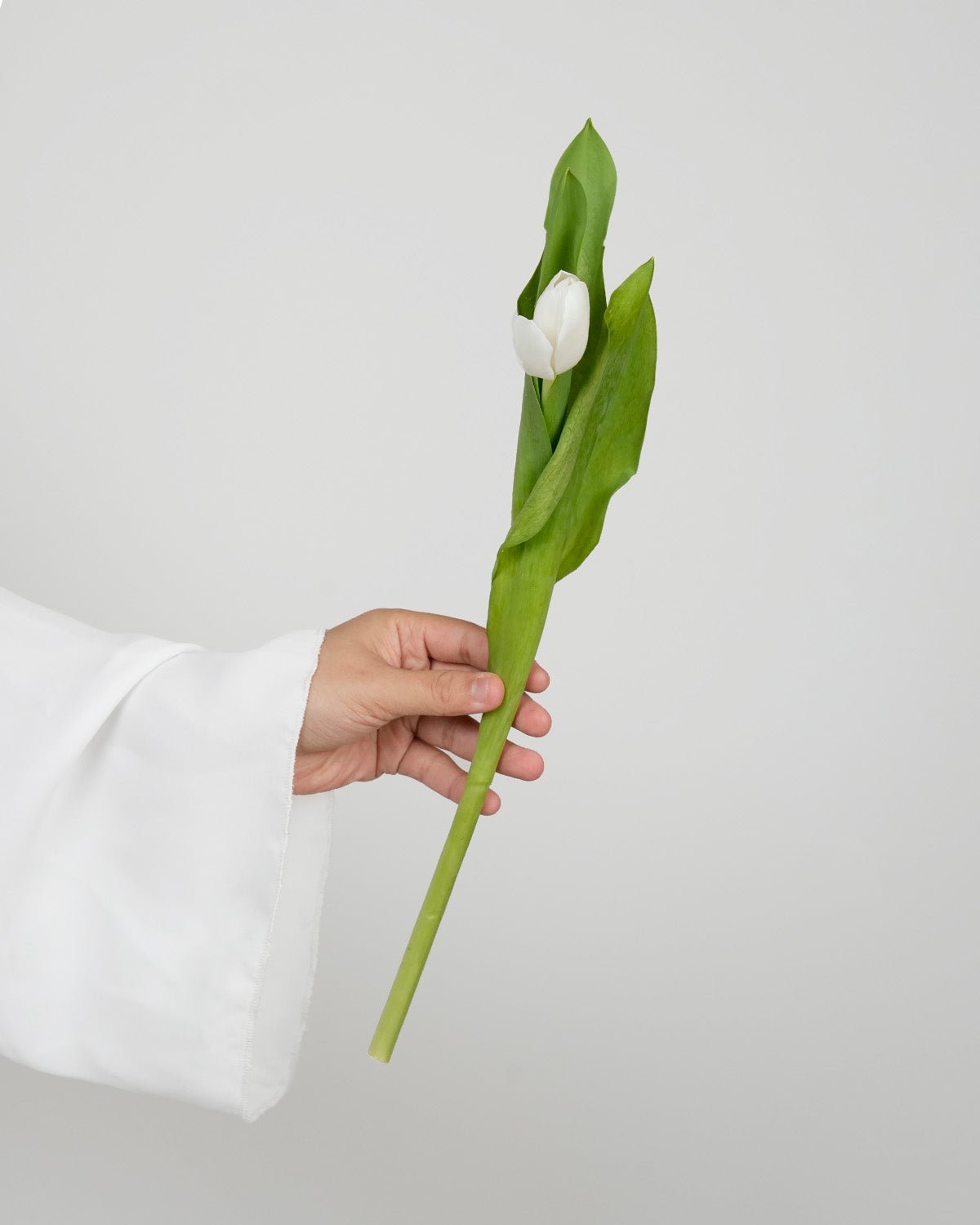 Tulips - Royal White - Laflora.ae