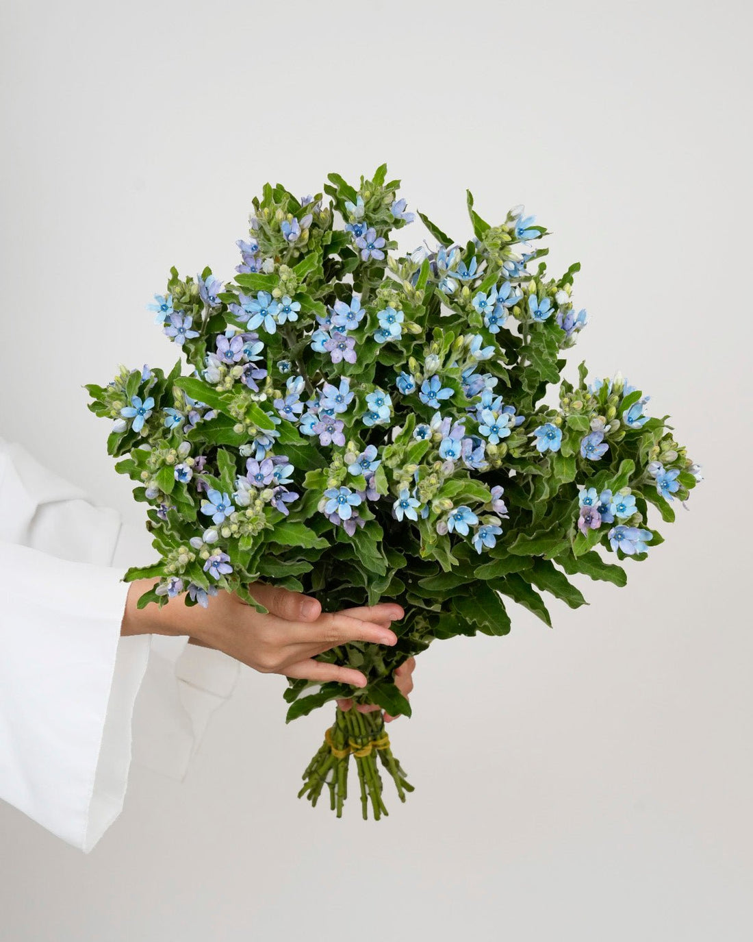 Oxypetalum coeruleum (Tweedia) - 5 Stems - Laflora.ae