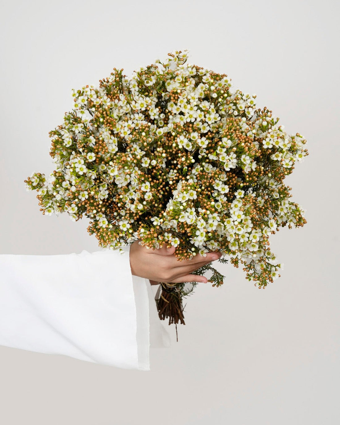 Chamelaucium - White Wax Flower (25 Stems) - Laflora.ae