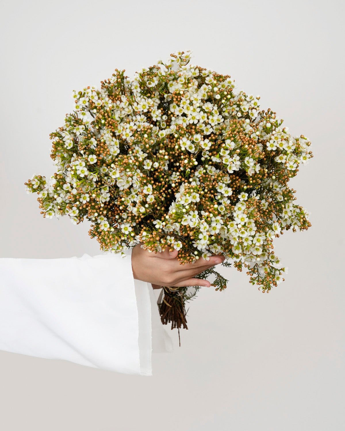 Chamelaucium - White Wax Flower (25 Stems) - Laflora.ae