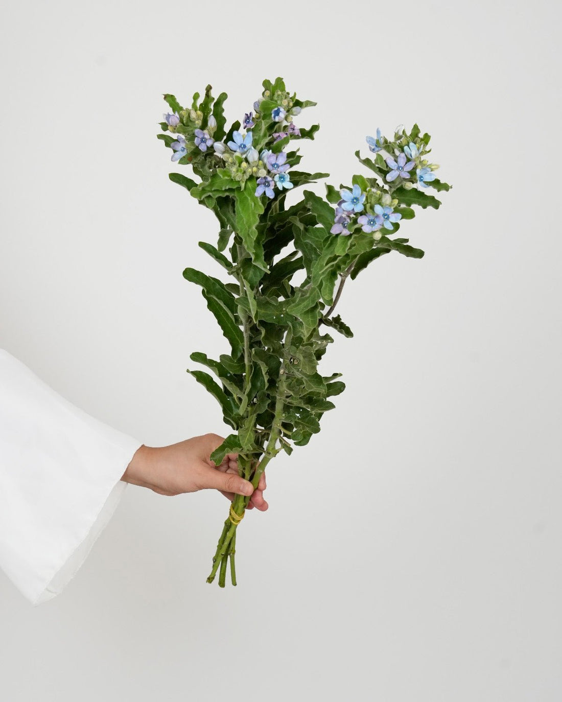 Oxypetalum coeruleum (Tweedia) - 5 Stems - Laflora.ae