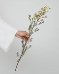 Chamelaucium - White Wax Flower (25 Stems) - Laflora.ae