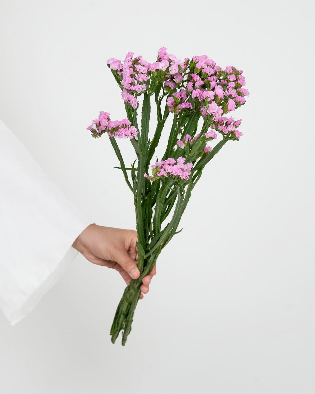 Statice Pink - 25 Stems - Laflora.ae