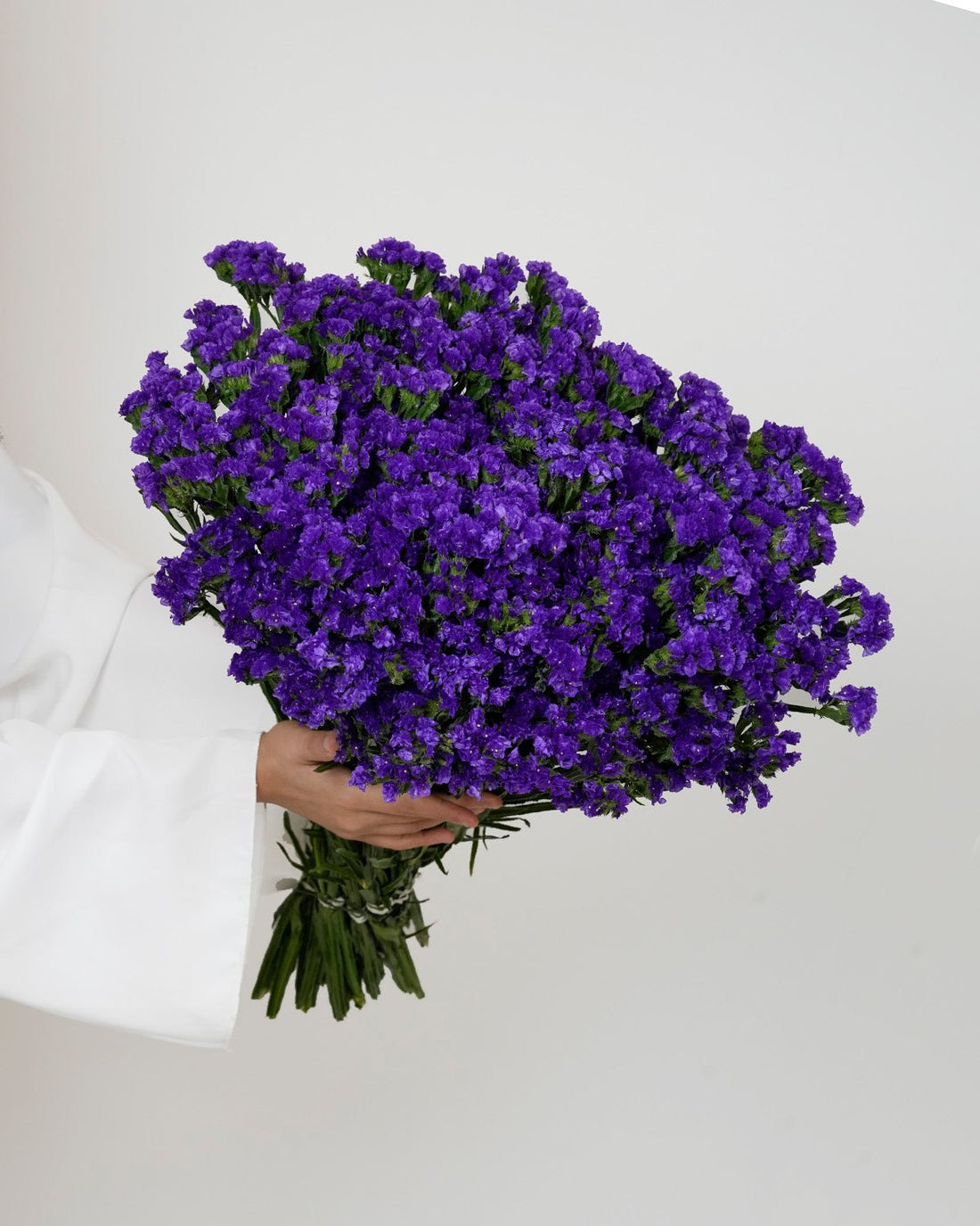 Statice Dark Purple - 25 Stems - Laflora.ae