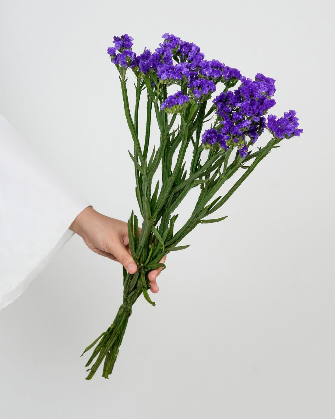 Statice Dark Purple - 25 Stems - Laflora.ae
