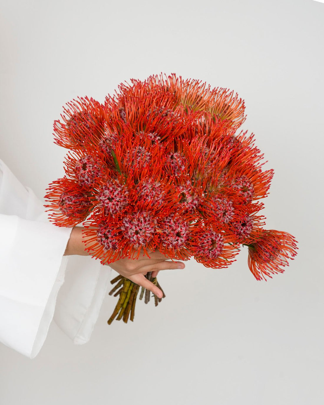Leucospermum Succession Red - 10 Stems - Laflora.ae