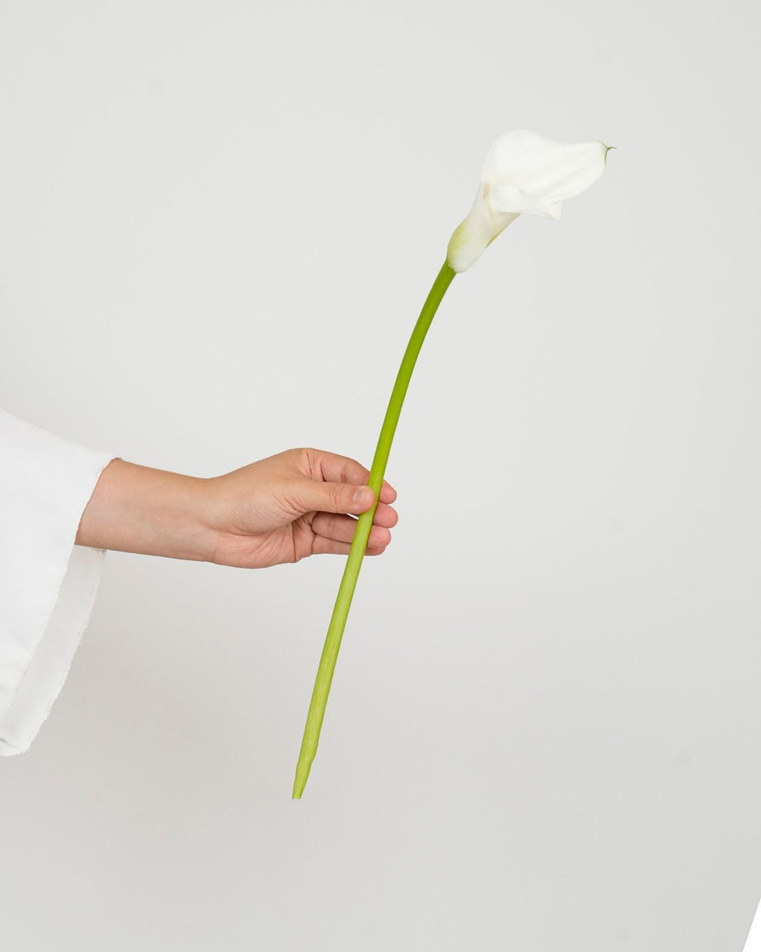 Calla Lily - White Standard (10 Stems) - Laflora.ae