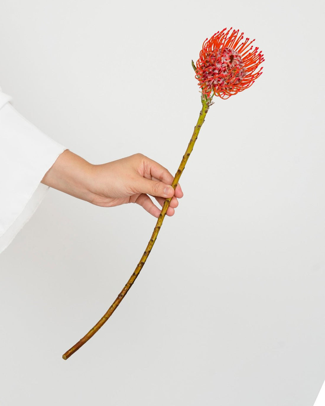 Leucospermum Succession Red - 10 Stems - Laflora.ae