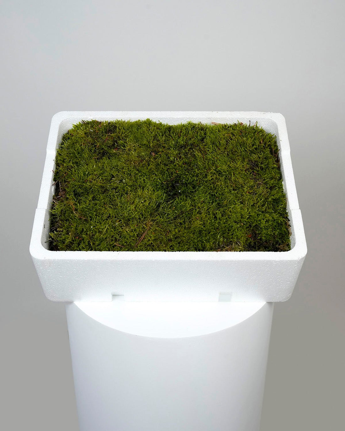 Fresh Sheet Moss (1 Box) - Laflora.ae