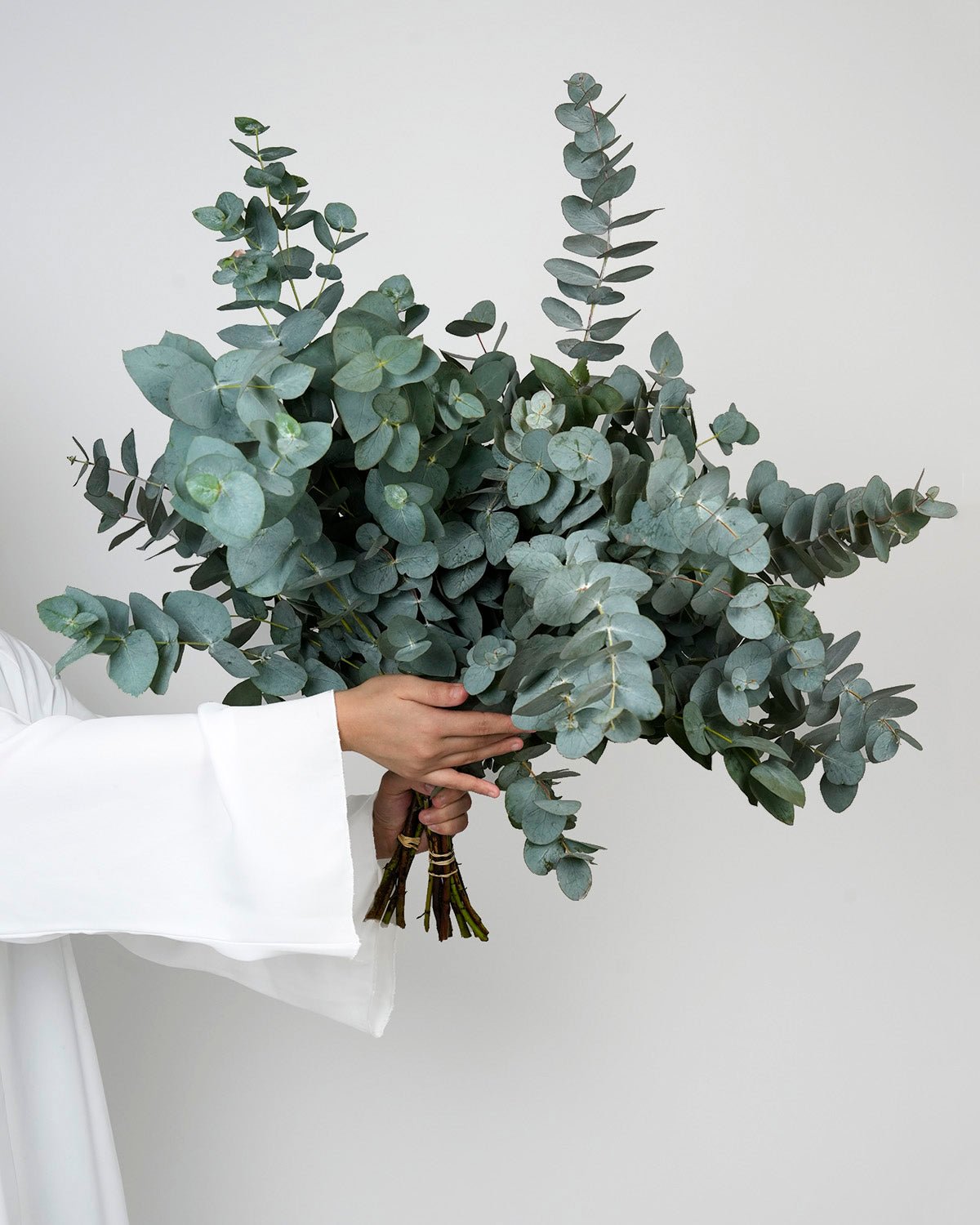 Eucalyptus Cinerea - Laflora.ae