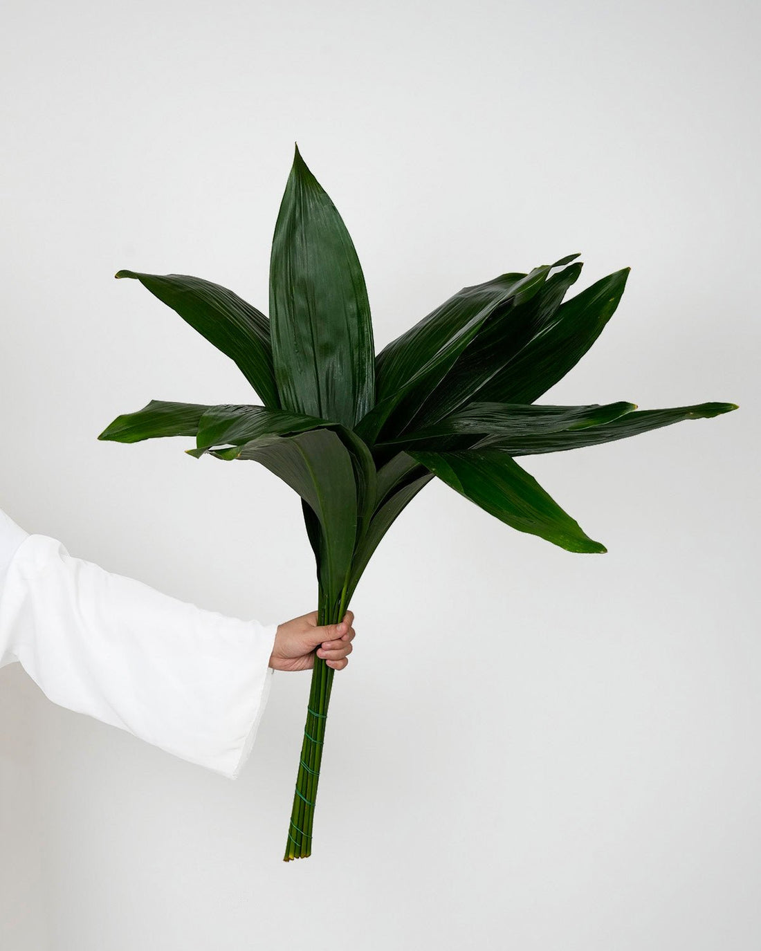Aspidistra Leaf (5 Stems) - Laflora.ae