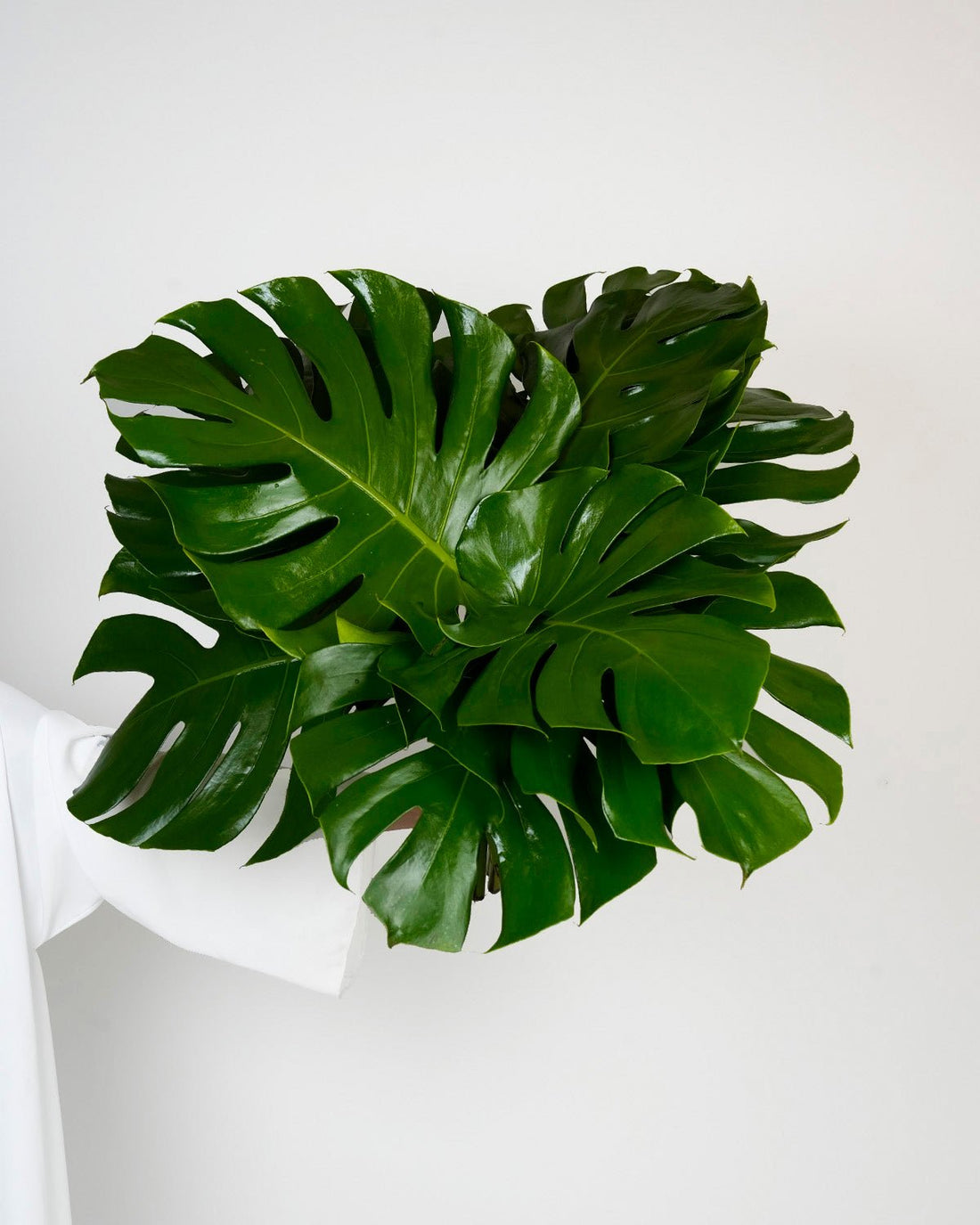 Philodendron Leaves - 10 Stems - Laflora.ae